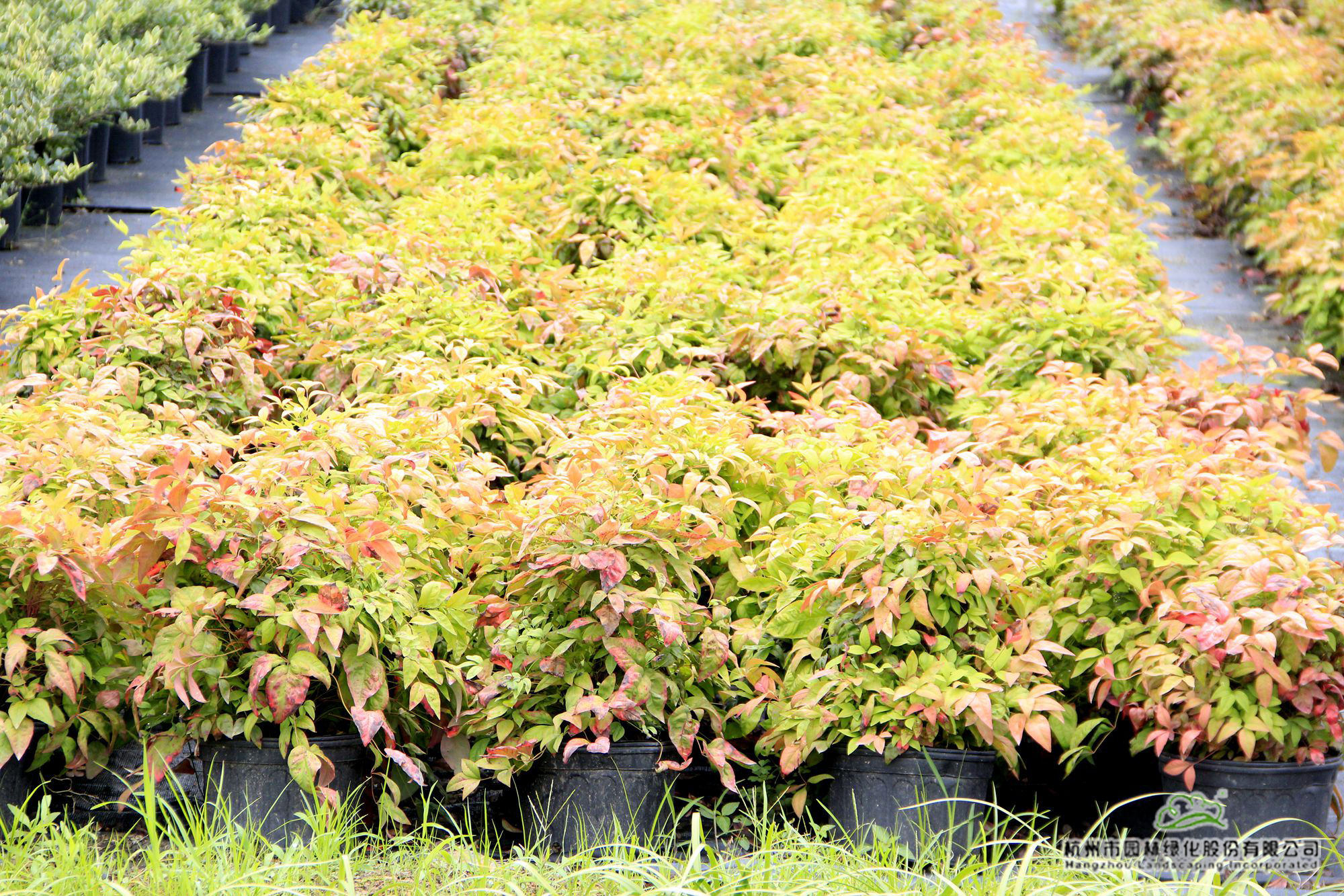 太阳GG·(中国区)官方网站