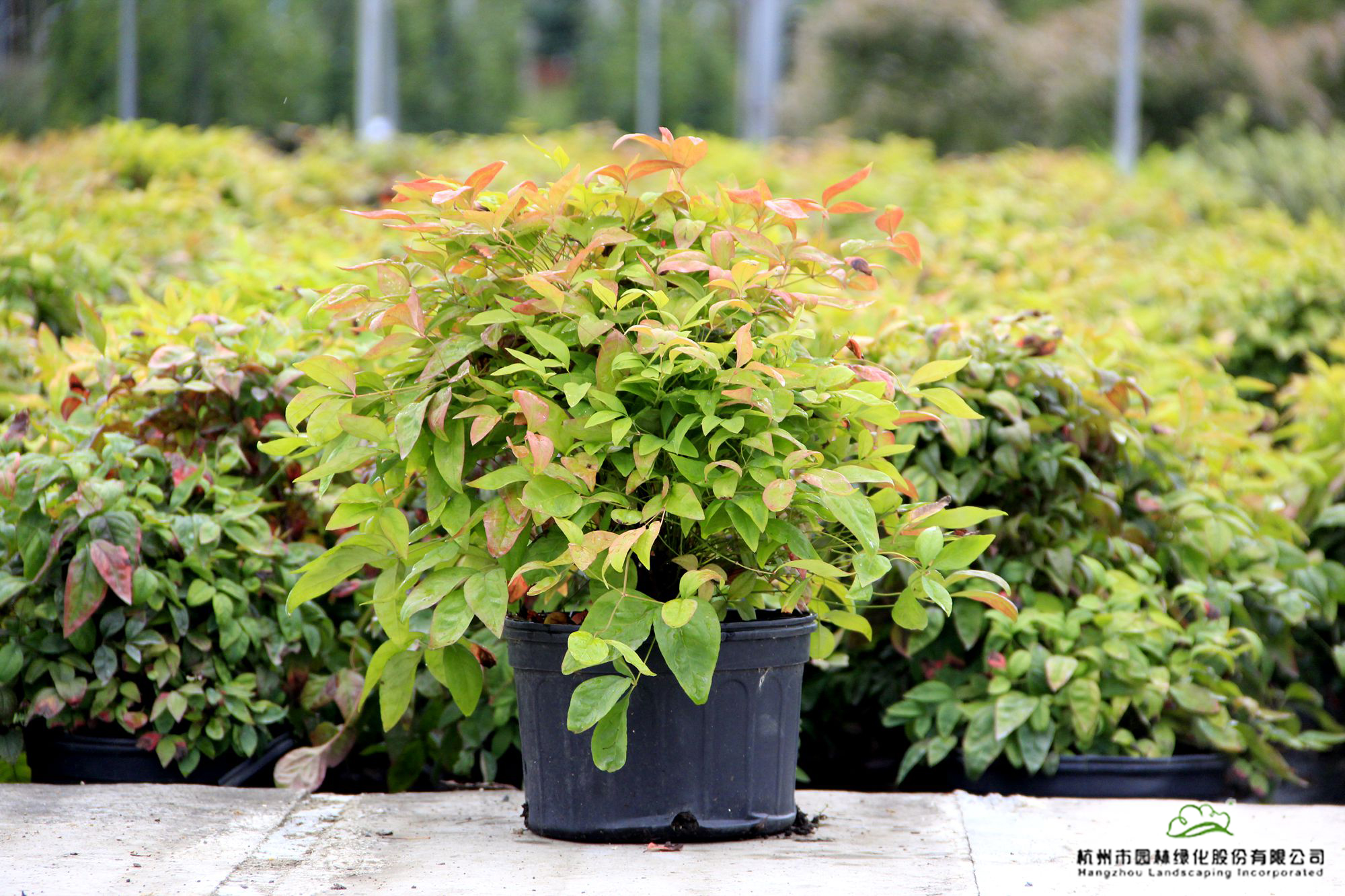 太阳GG·(中国区)官方网站