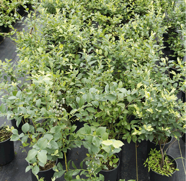 太阳GG·(中国区)官方网站