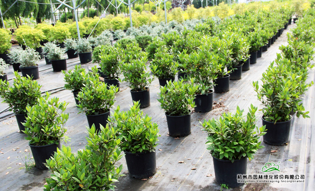 太阳GG·(中国区)官方网站