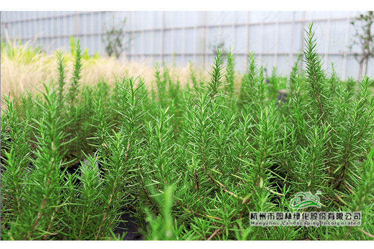 太阳GG·(中国区)官方网站