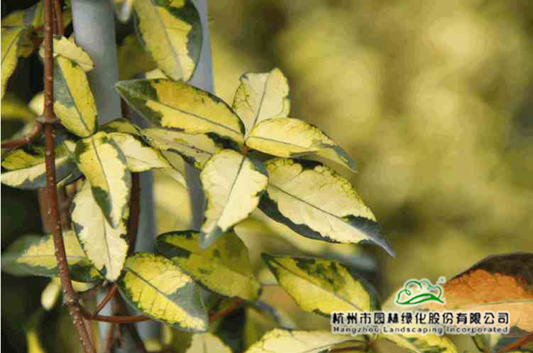 太阳GG·(中国区)官方网站