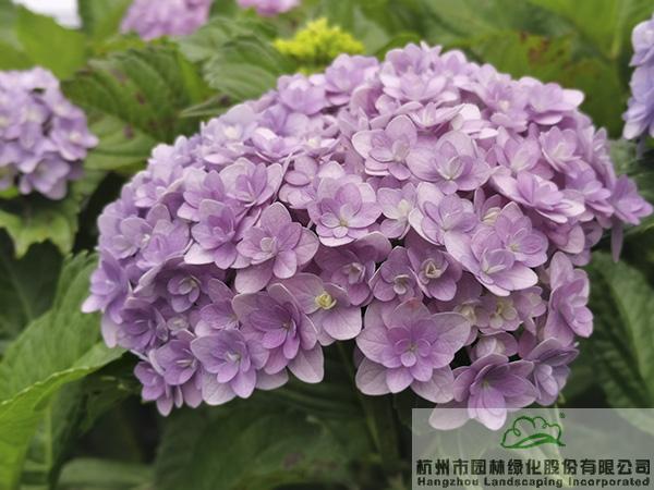 太阳GG·(中国区)官方网站