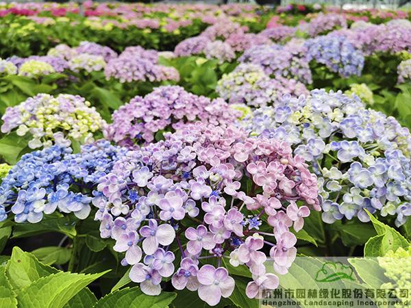 太阳GG·(中国区)官方网站