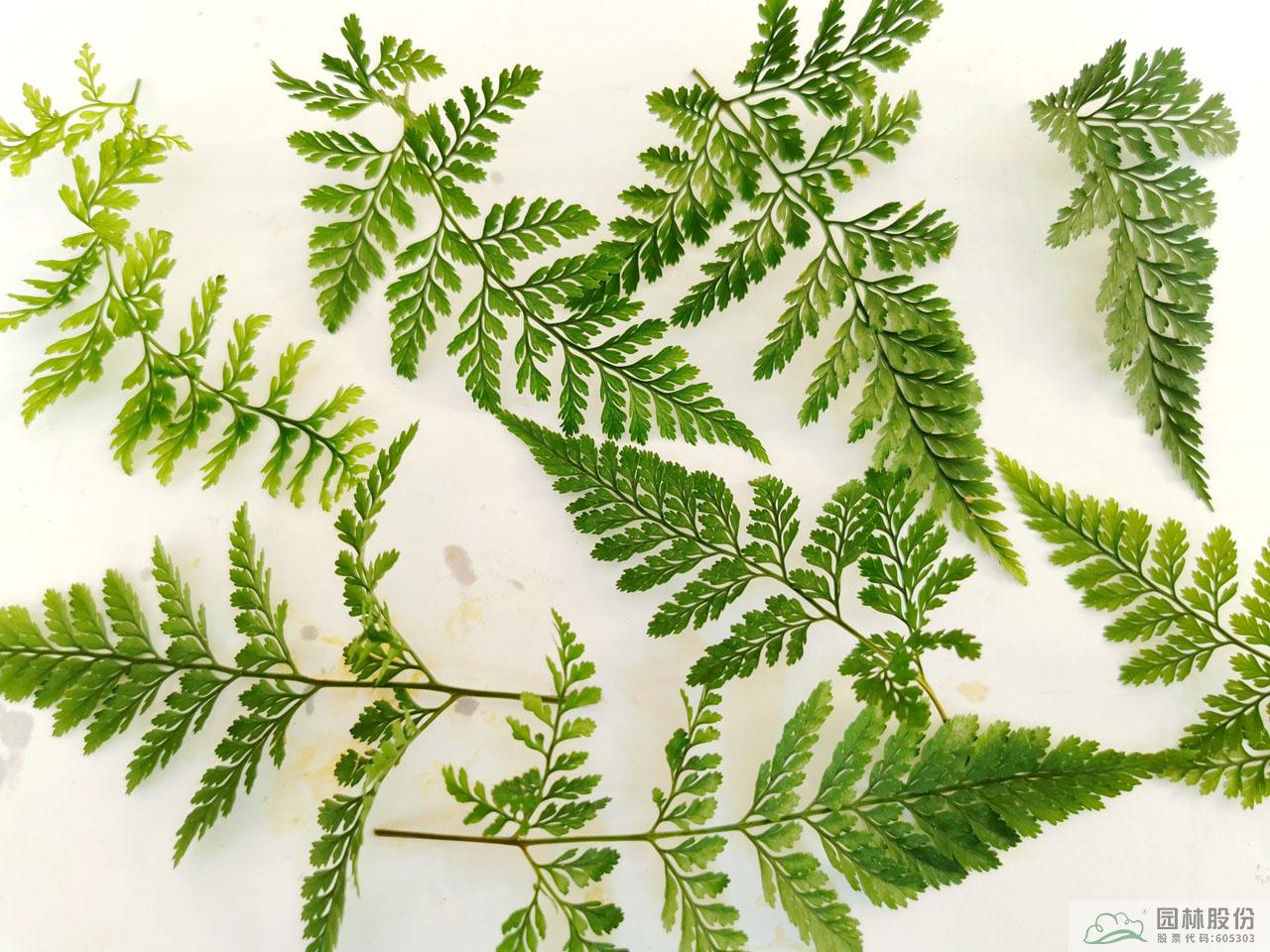 太阳GG·(中国区)官方网站