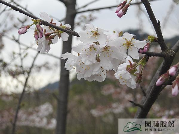 太阳GG·(中国区)官方网站