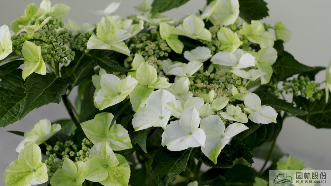 太阳GG·(中国区)官方网站