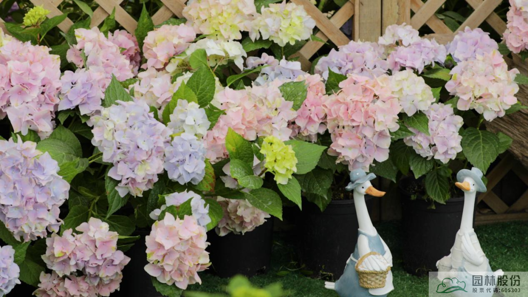 太阳GG·(中国区)官方网站