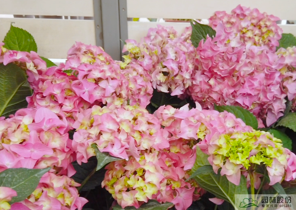 太阳GG·(中国区)官方网站