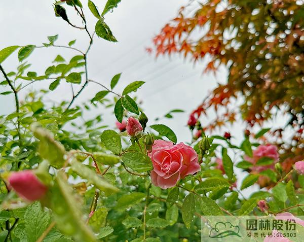 太阳GG·(中国区)官方网站