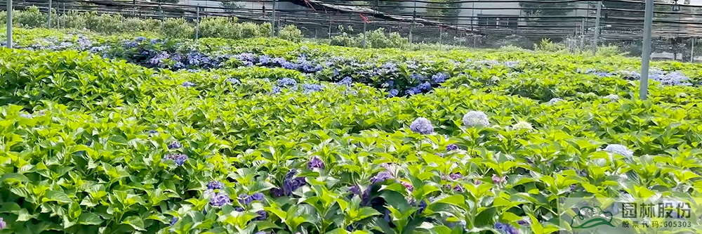 太阳GG·(中国区)官方网站